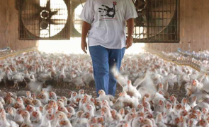 ObamasGameofChicken ObamasGameofChicken