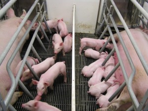 gestationcrates
