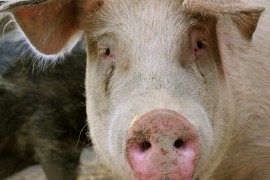MAP_4218.jpg Matt Prescott/The HSUS