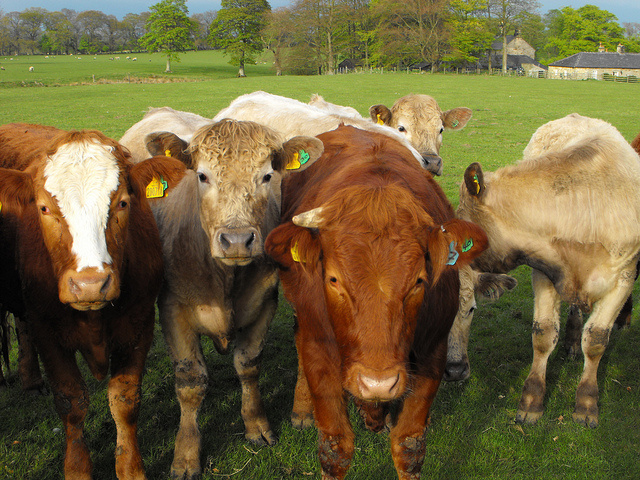 cows2