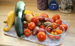 Tomatoes Fresh from the garden